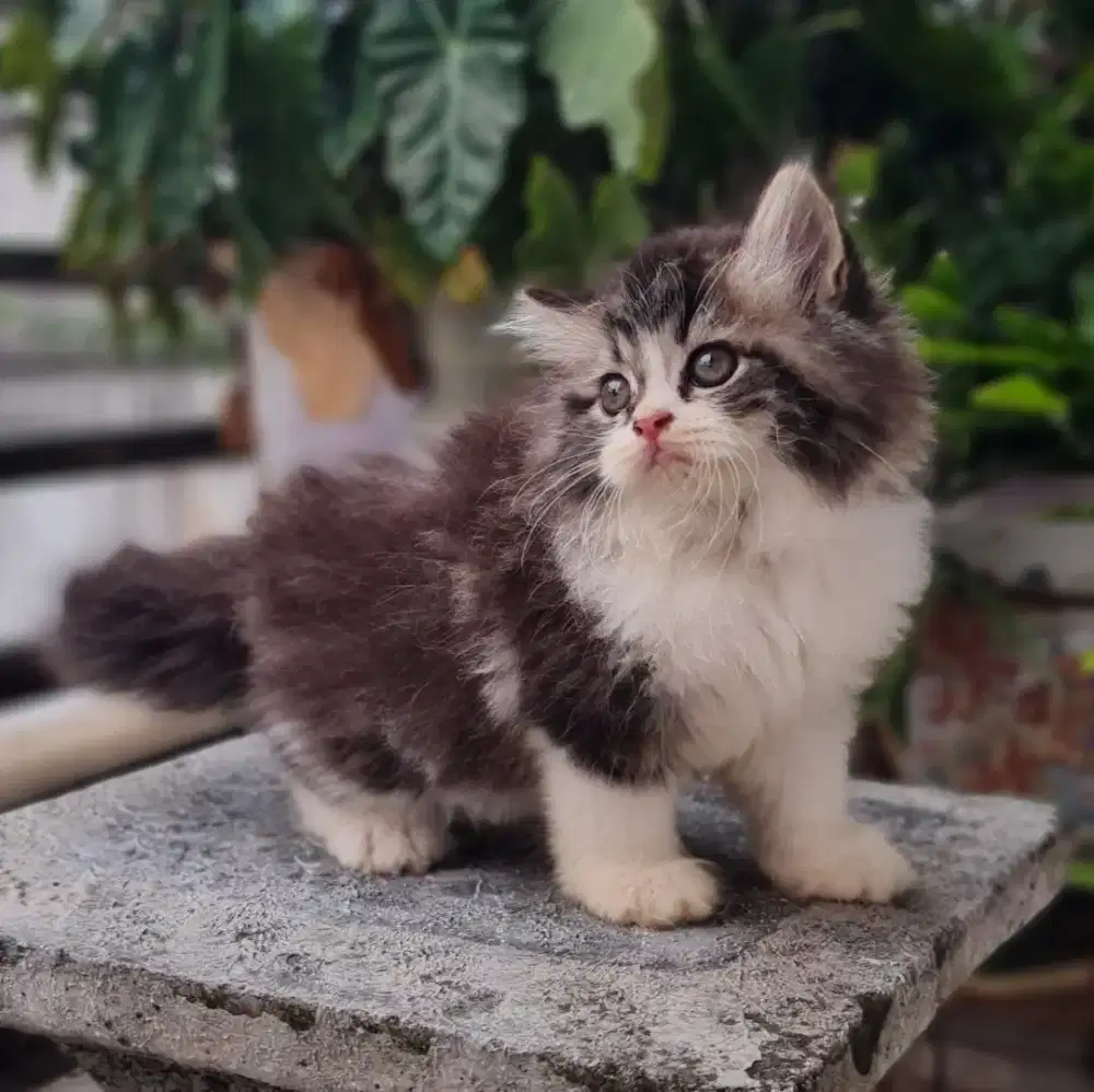 LEPAS ADOPSI Kucing Kitten Persia Flatnose x Peaknose Longhair Betina