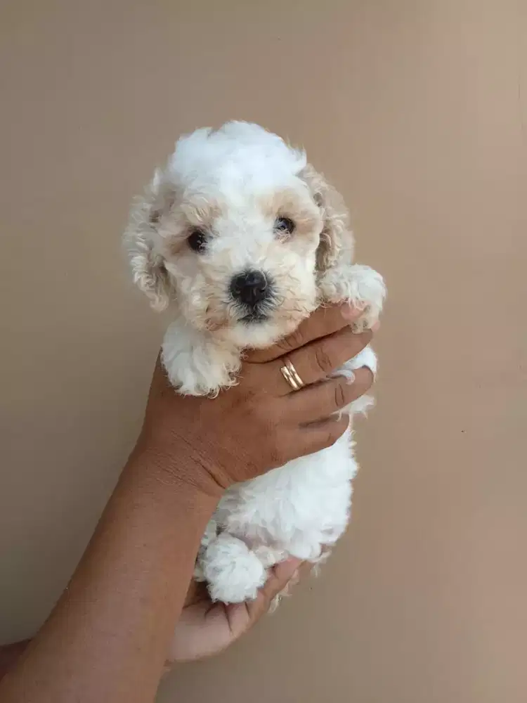 Toy poodle betina party colour