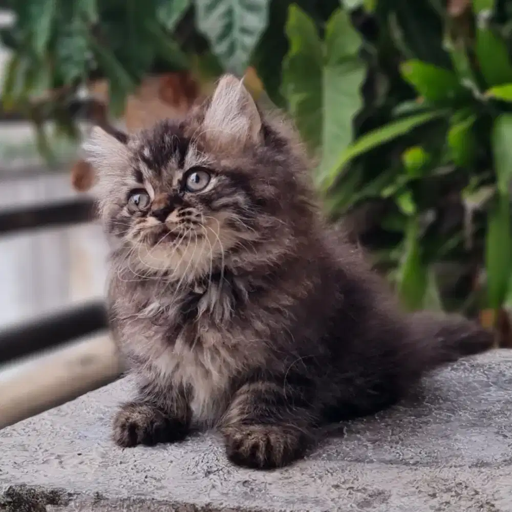 LEPAS ADOPSI Kucing Kitten Persia Flatnose x Peaknose Longhair Jantan