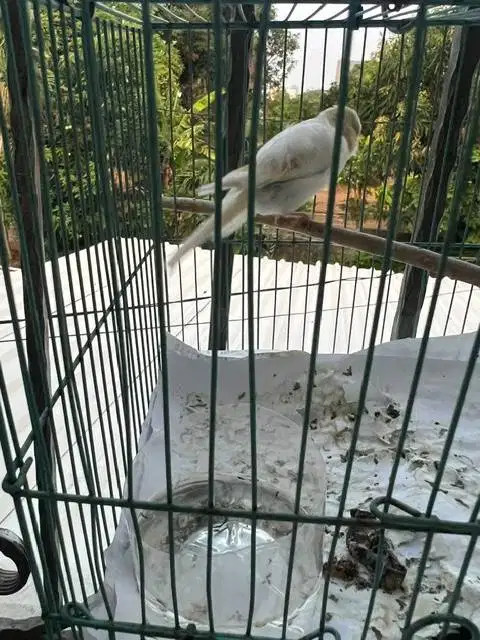 Kenari Putih Betina
