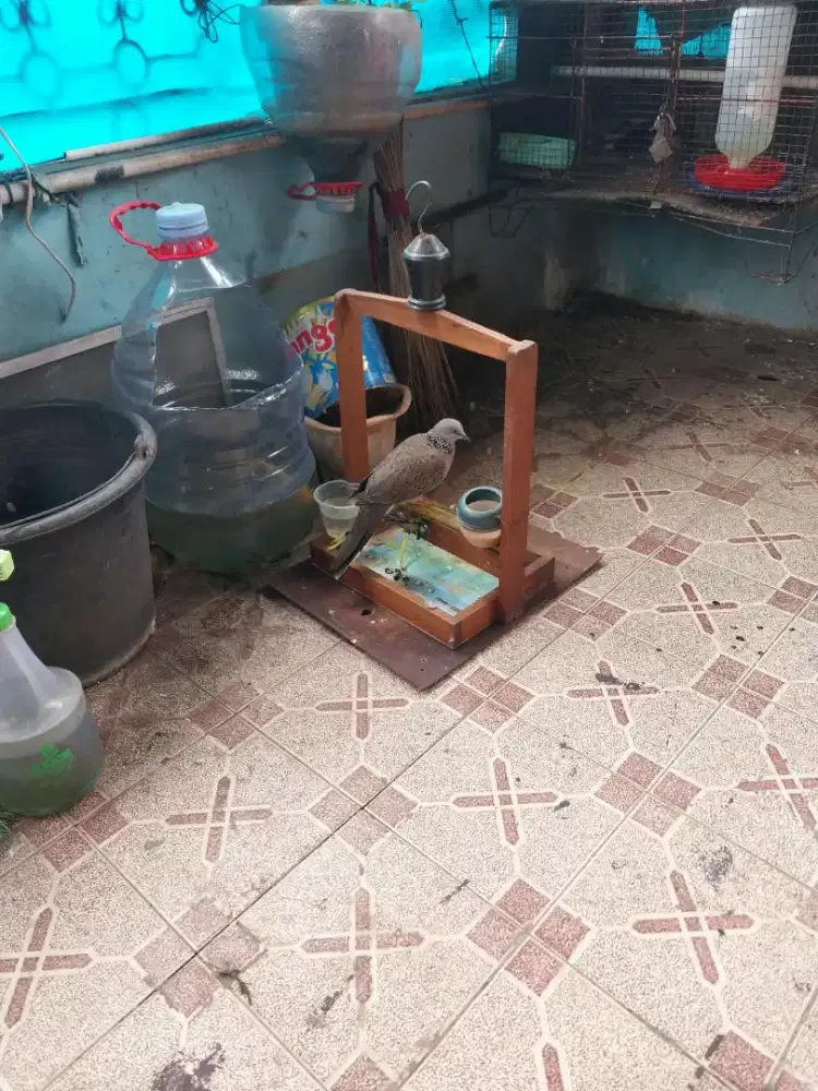 Burung tekukur sangkar layang jinak bisa di elus elus masih muda