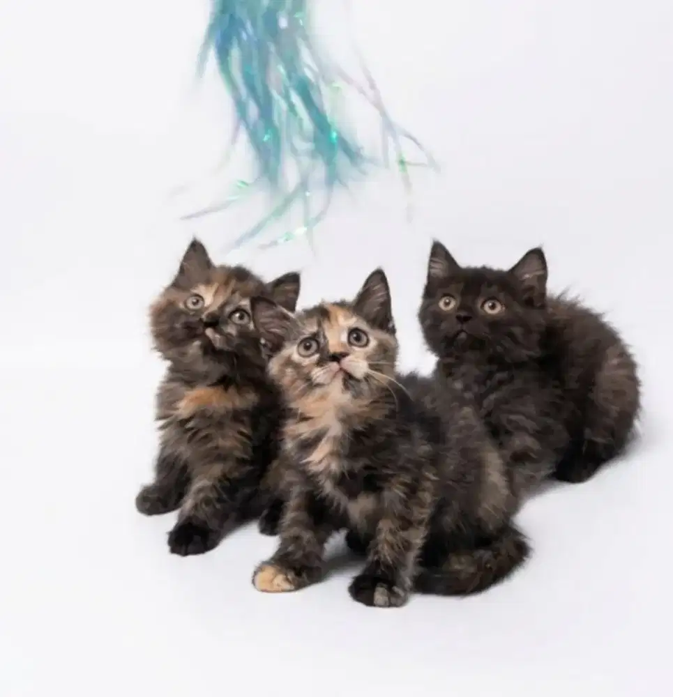 Borongan BSH Black BSH Tortie dan BLH Tortie