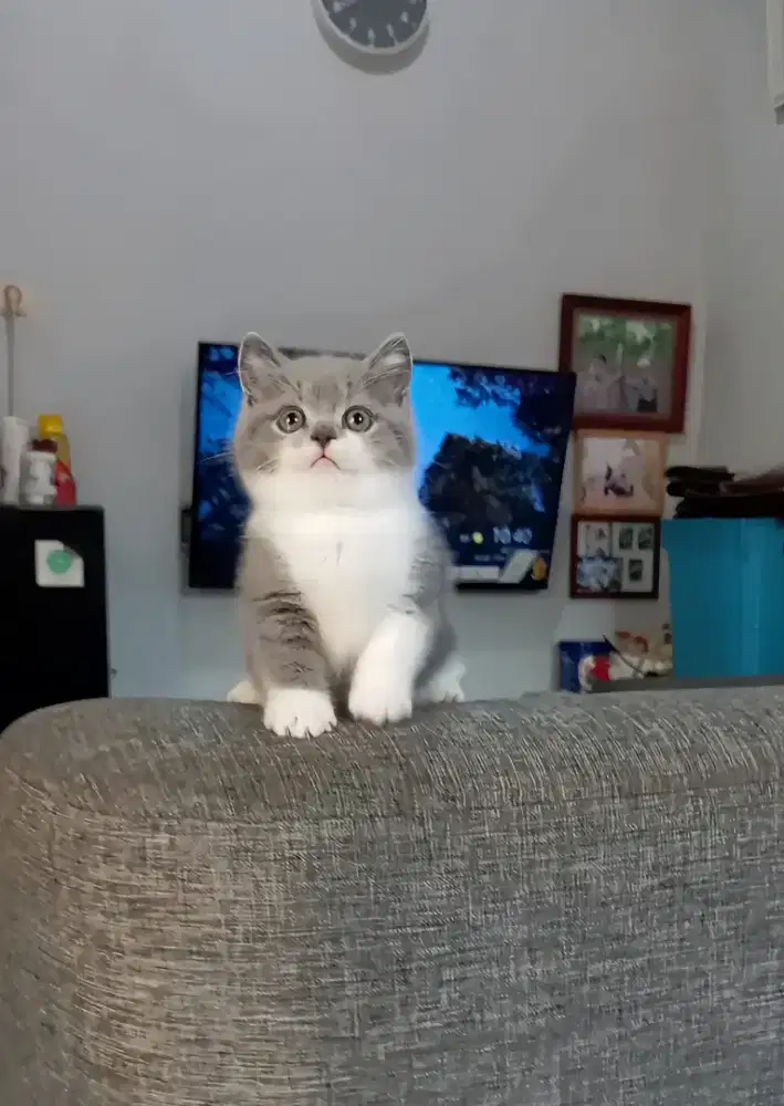 BRITISH SHORTHAIR / BSH BICOLOUR
