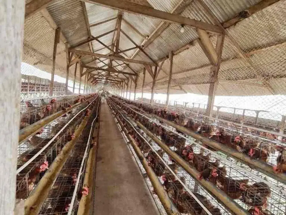 MESIN UANG!! DIJUAL MURAH BUTUH CEPAT LAKU PETERNAKAN AYAM PETELUR DI PASURUAN