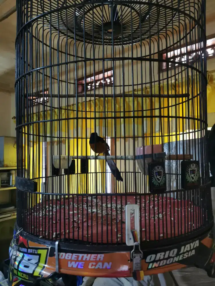 murai batu sepasang siapan
