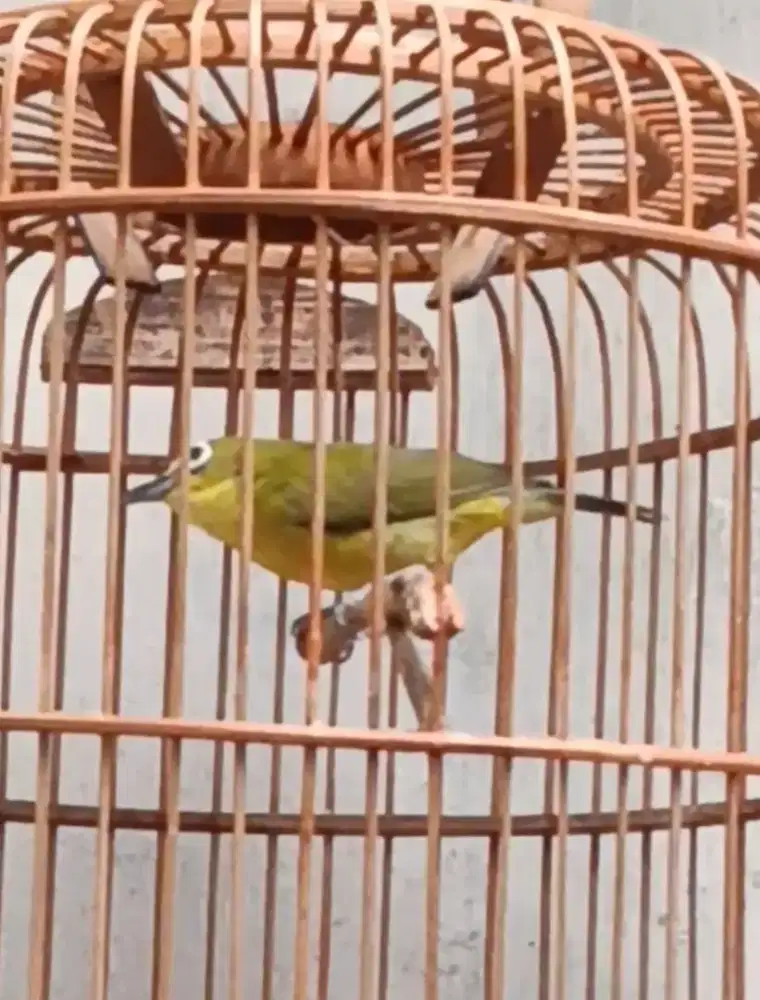 Burung kecil lokal Jawa timur