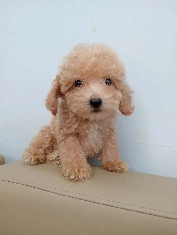 Poodle apricot jantan 2 bulan