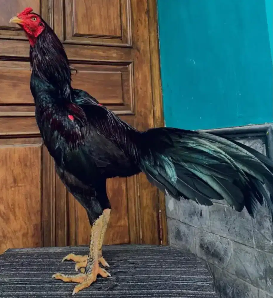 Ayam Bangkok Pakhoy