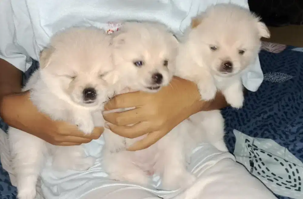 Minipom jantan betina
