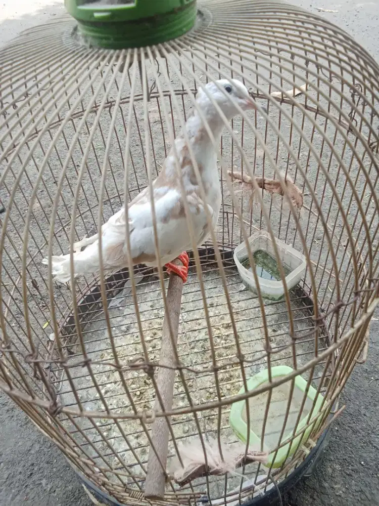 Burung puter brenggolo.