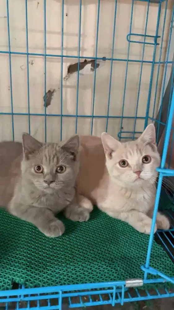 Kitten BSH pure