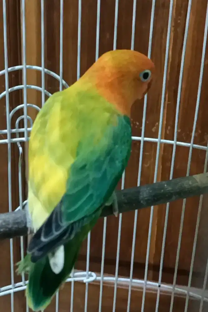 Lovebird love bird unik Biola Half Sider