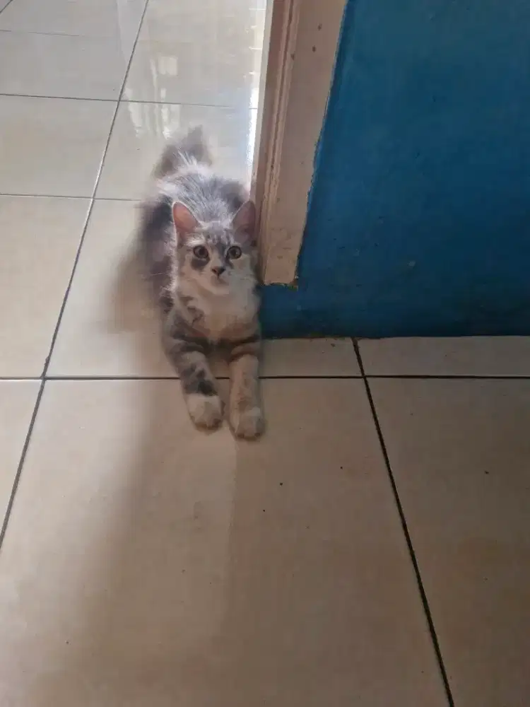 Kucing Persia Big Bone
