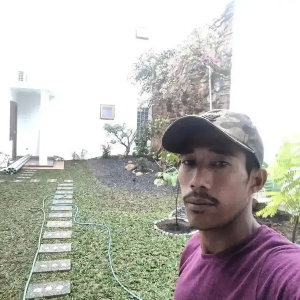 Rumput gajah mini harga termasuk ongkir dan jasa tanam 40.000/meter