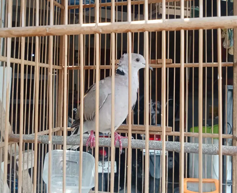 Burung puter brenggolo