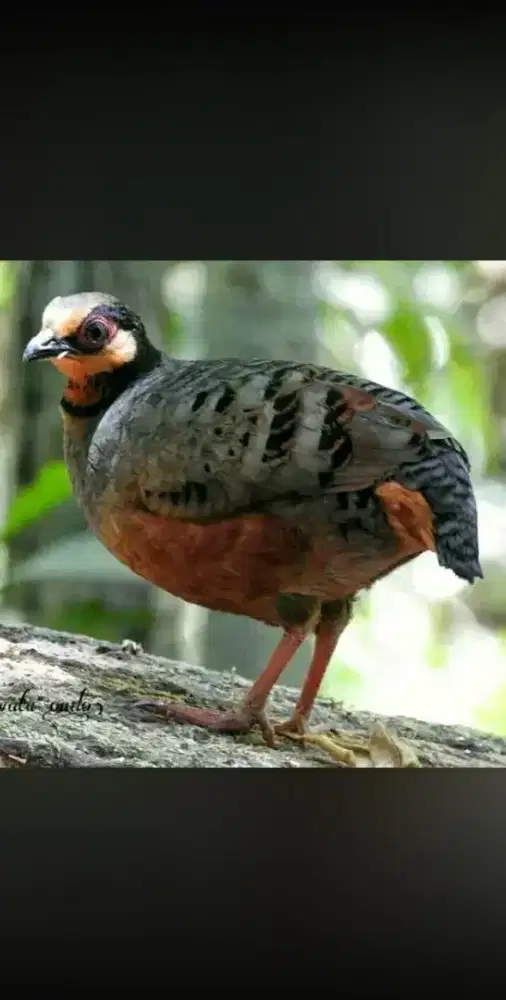 Puyuh gonggong jabar