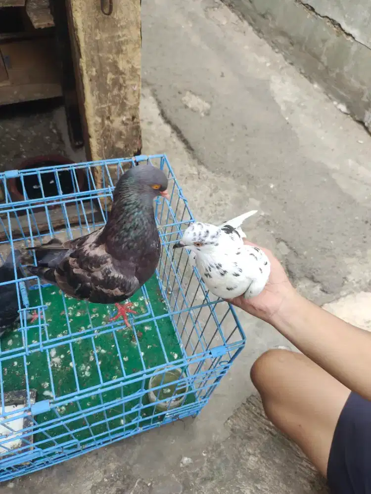 BURUNG MERPATI / DARA GIRING