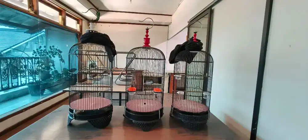 Di Jual Sangkar LoveBird