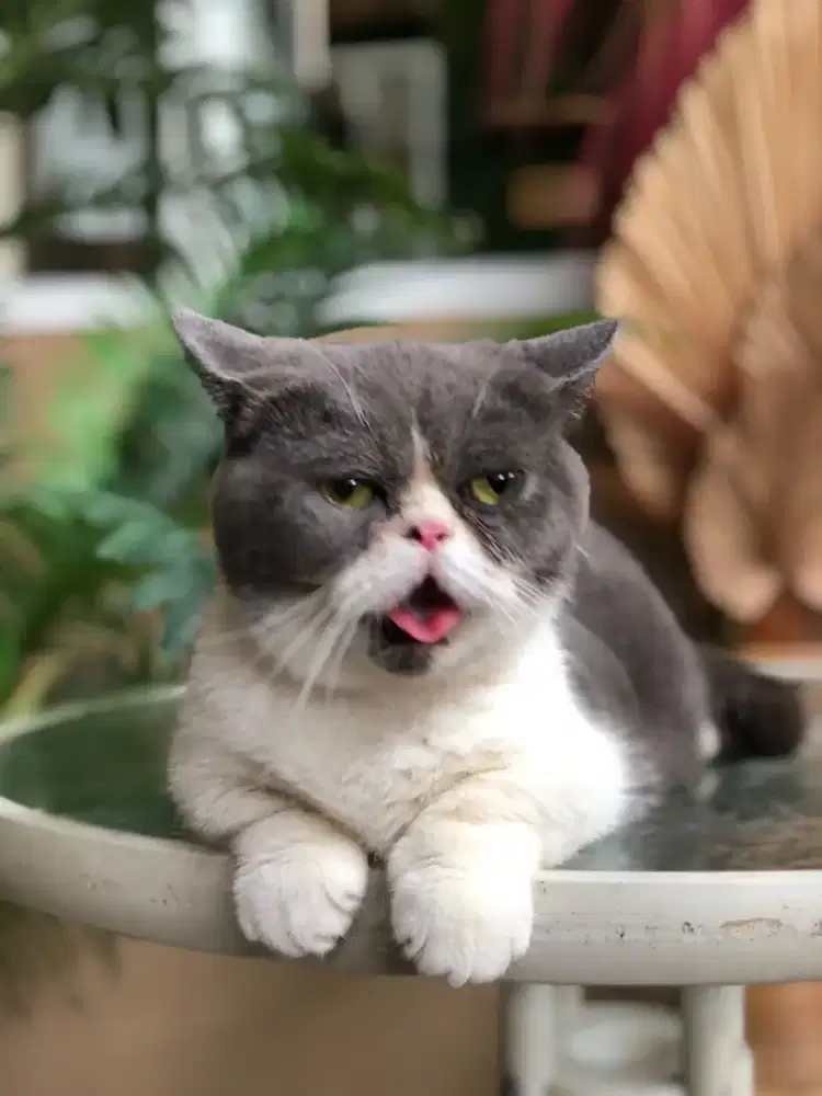 British shorthair Munchkin