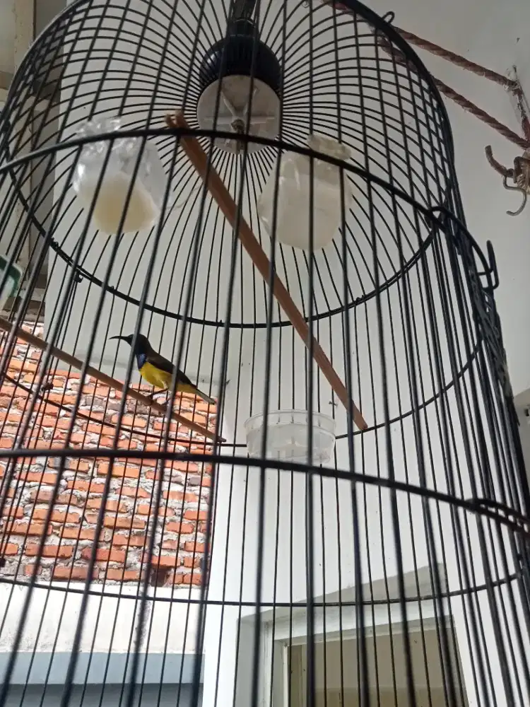 Masteran Murai, burung kecil tajam ngerol rajin