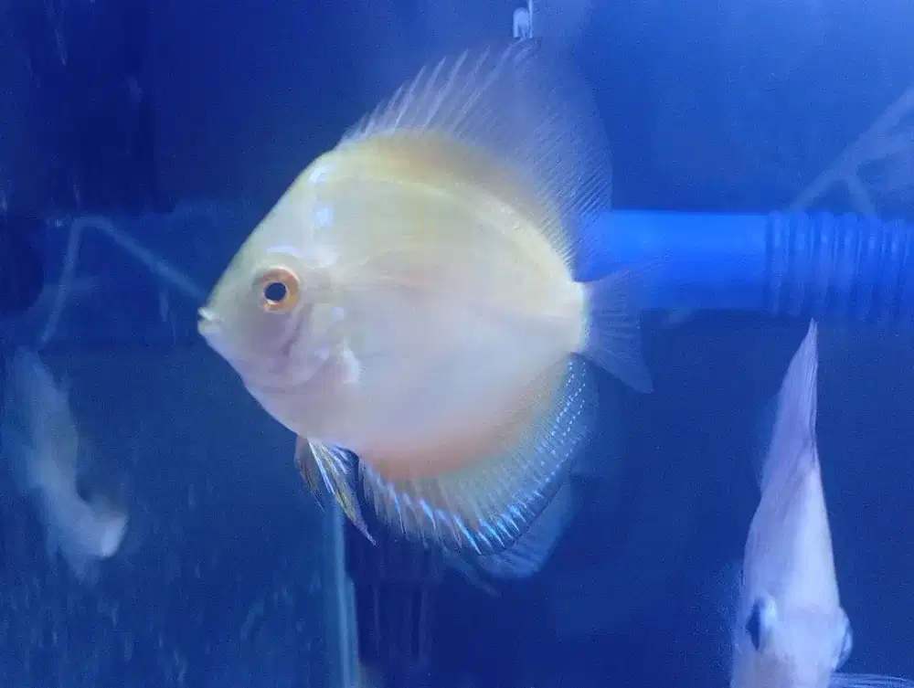 Discus golden 2,5 inc