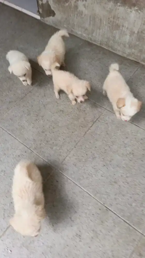 Anak Anjing Minipom mix lokal