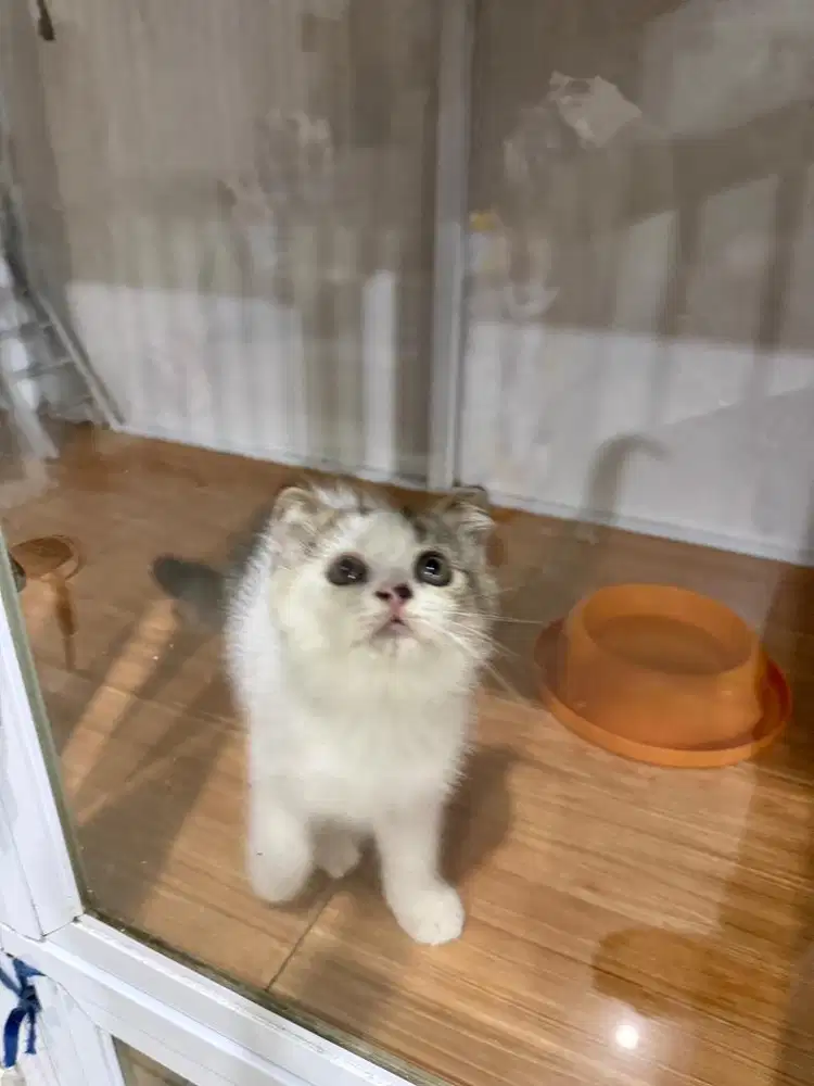 Kucing scotish fold x BSH golden