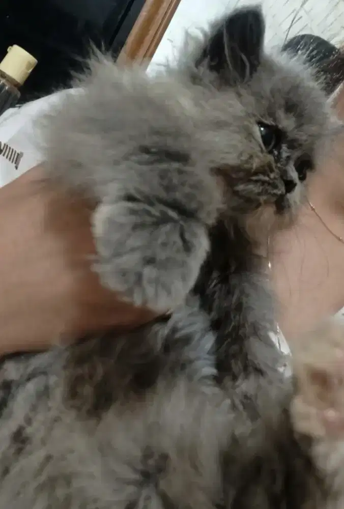 Kucing persia  flatnose longhair