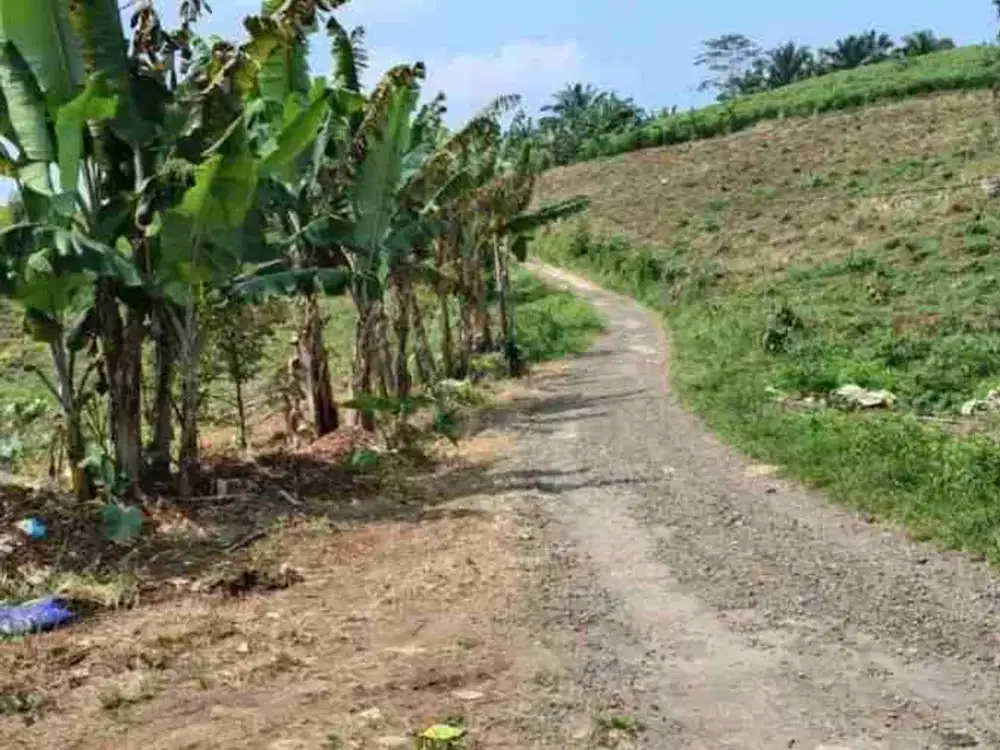 Dijual Tanah Hamparan Luas ada mata air di Cikidang Sukabumi
