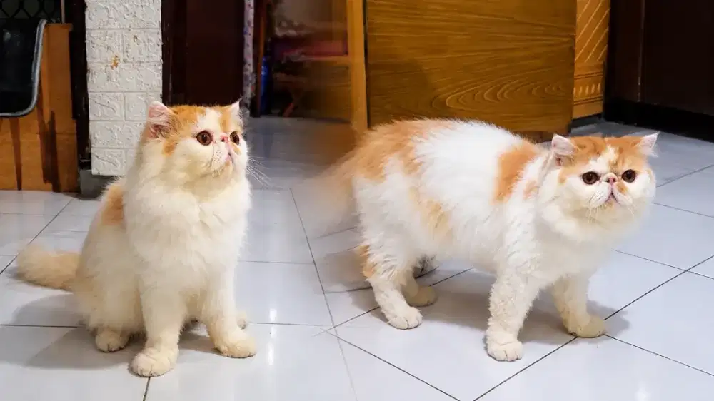 Kucing peaknose jantan NonPed