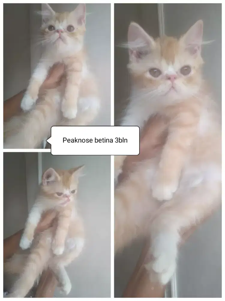 Peaknose betina