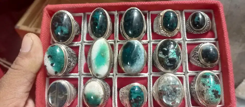 Bacan albino. Kura. Leci borongan