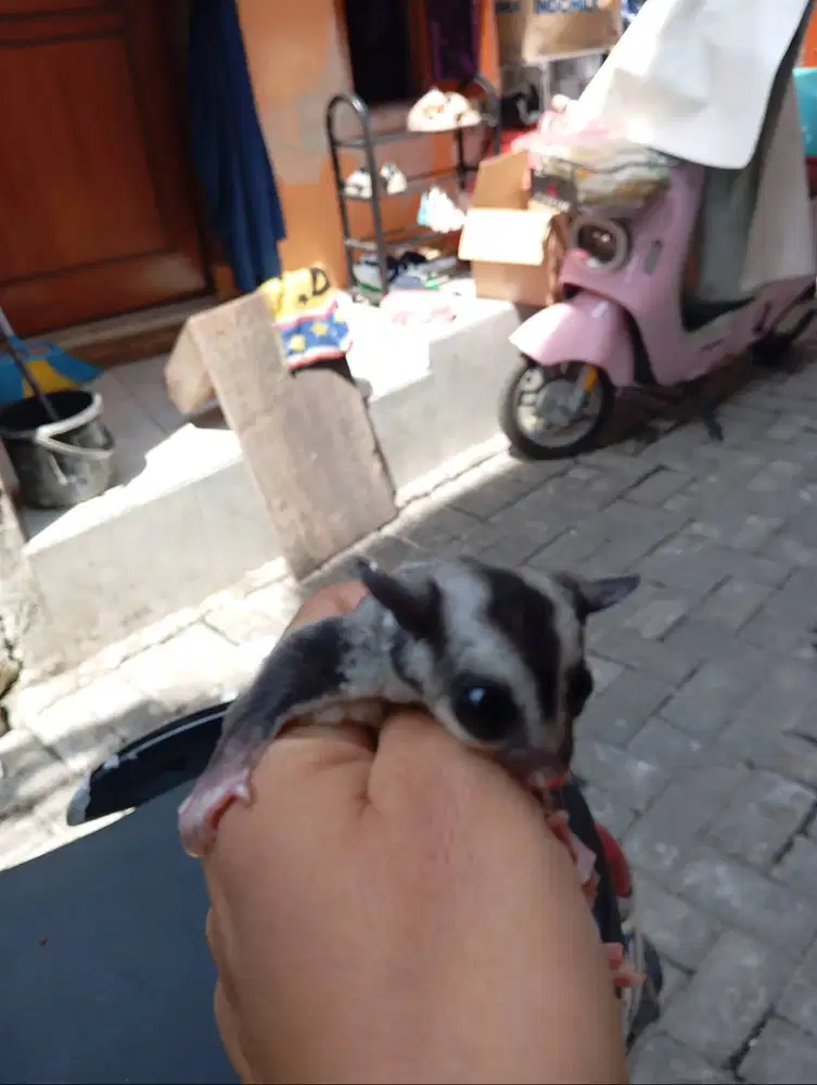 sugar glider betina usia 3 bulan .jenis classic grey