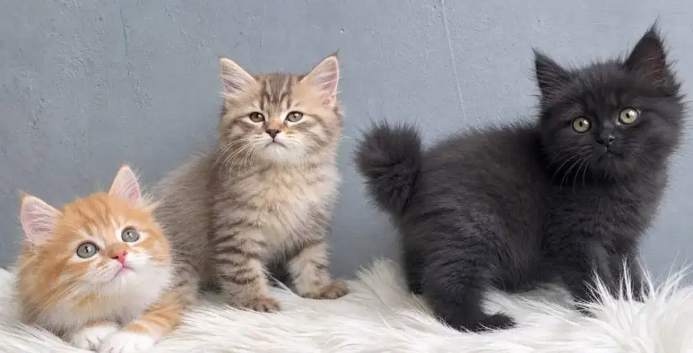 Persia oyen, black and tabby