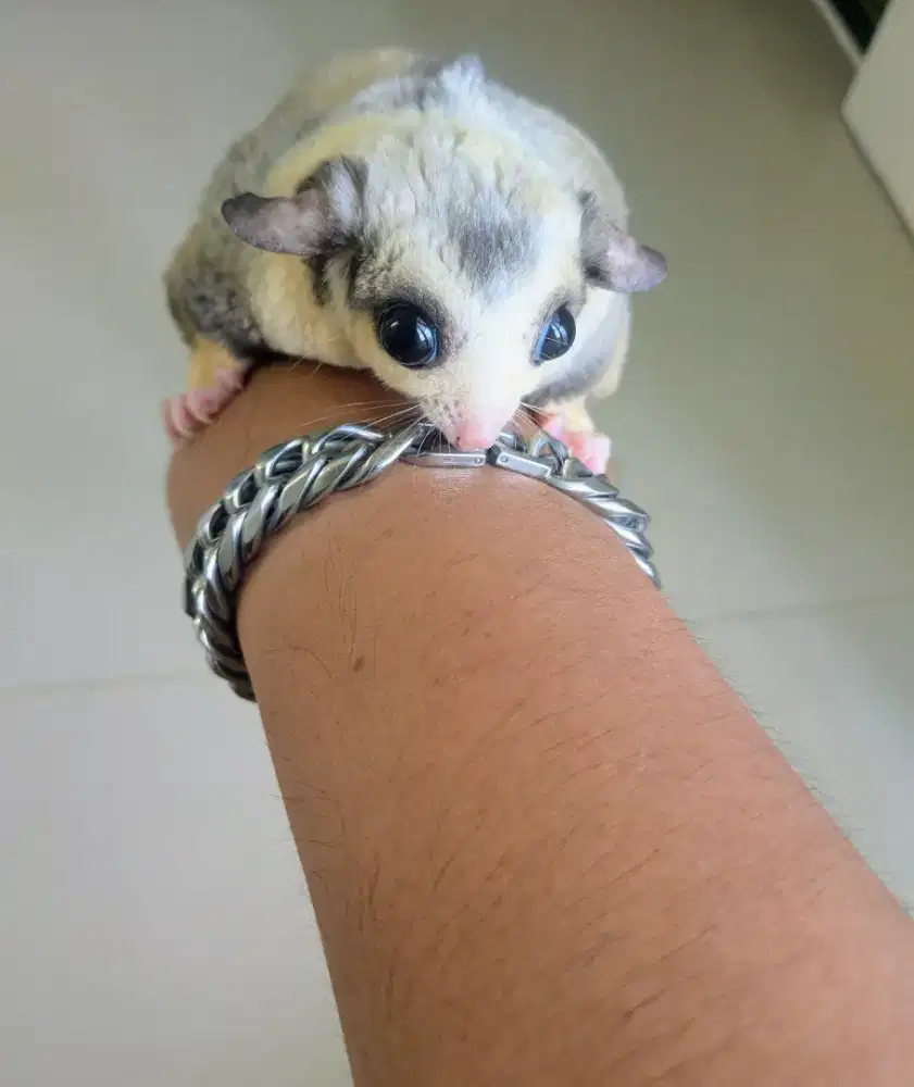 SUGAR GLIDER OBES PLATMOZ JINAK BETINA