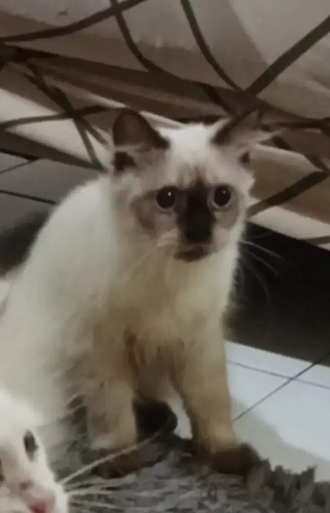 Persia ori cowok