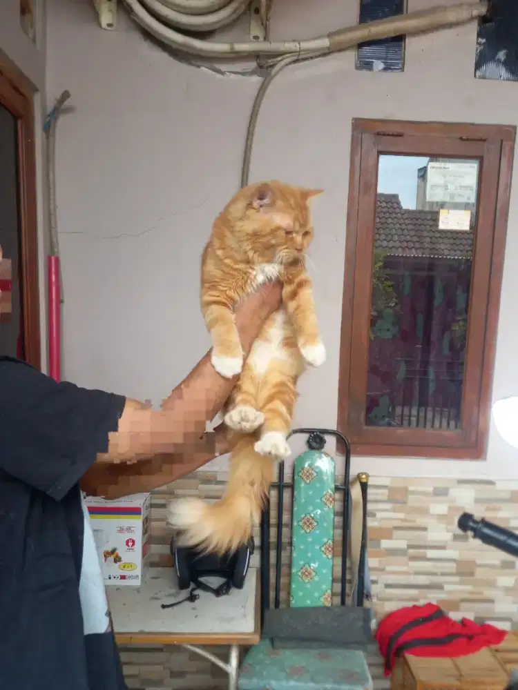 kucing persia jantan bigbone