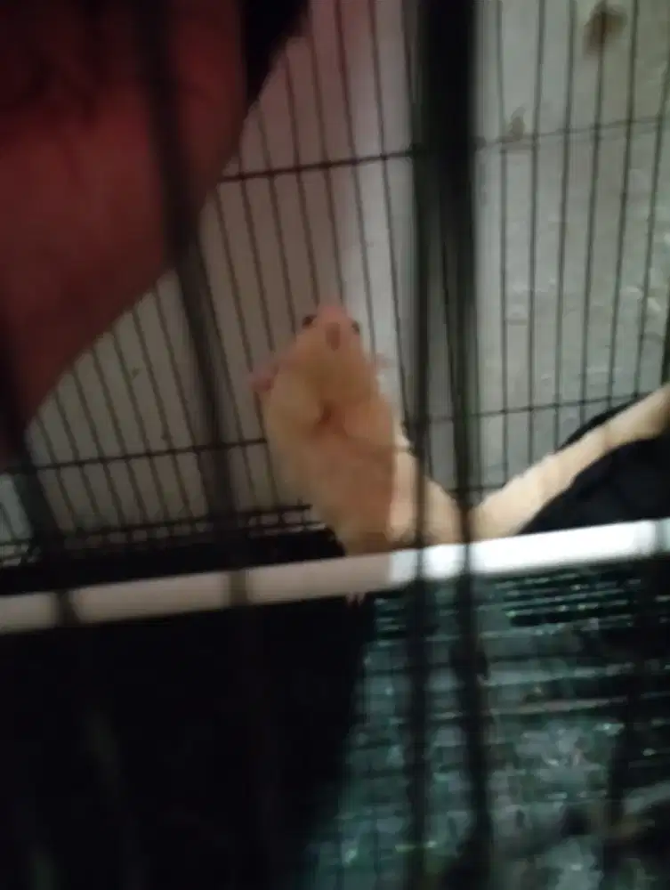 Sugar glider jenis leu  Jantan ( badan gagah )