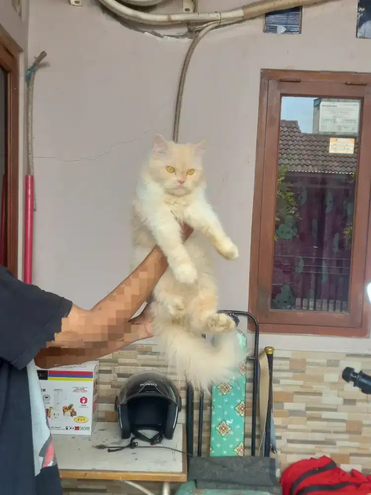 kucing persia betina