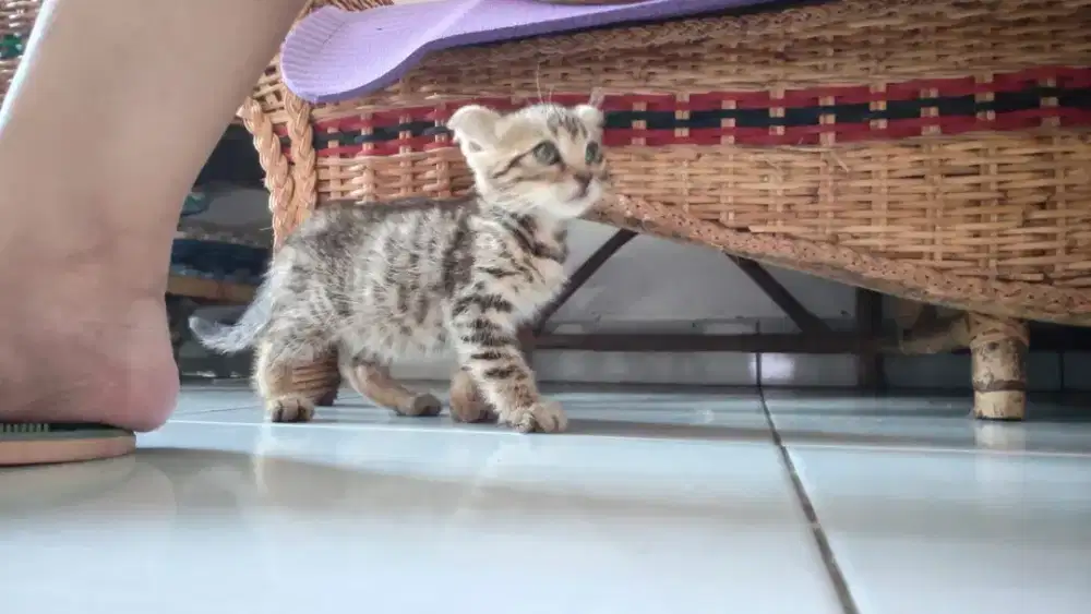 Open Adopt kucing SF mix
