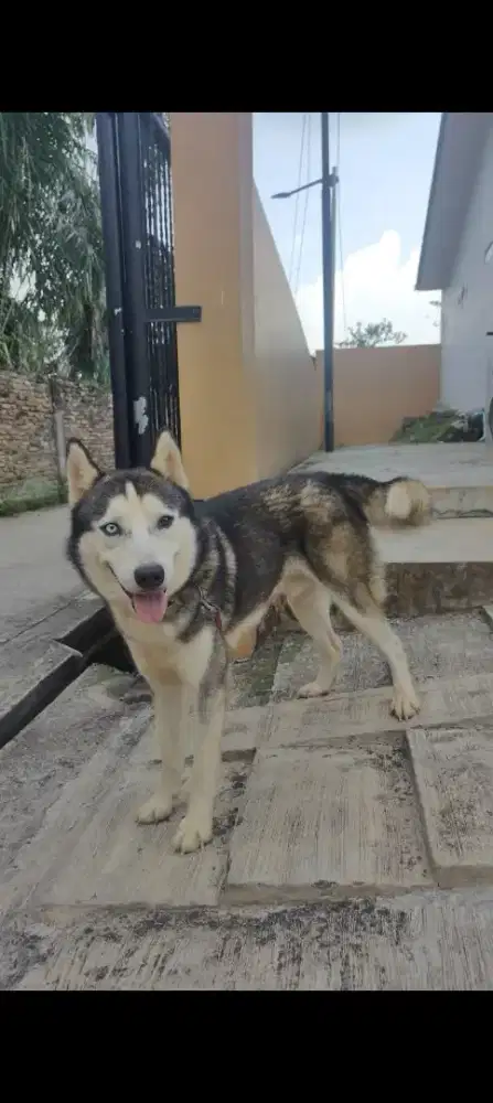 Lepas adopt 3 ekor Husky