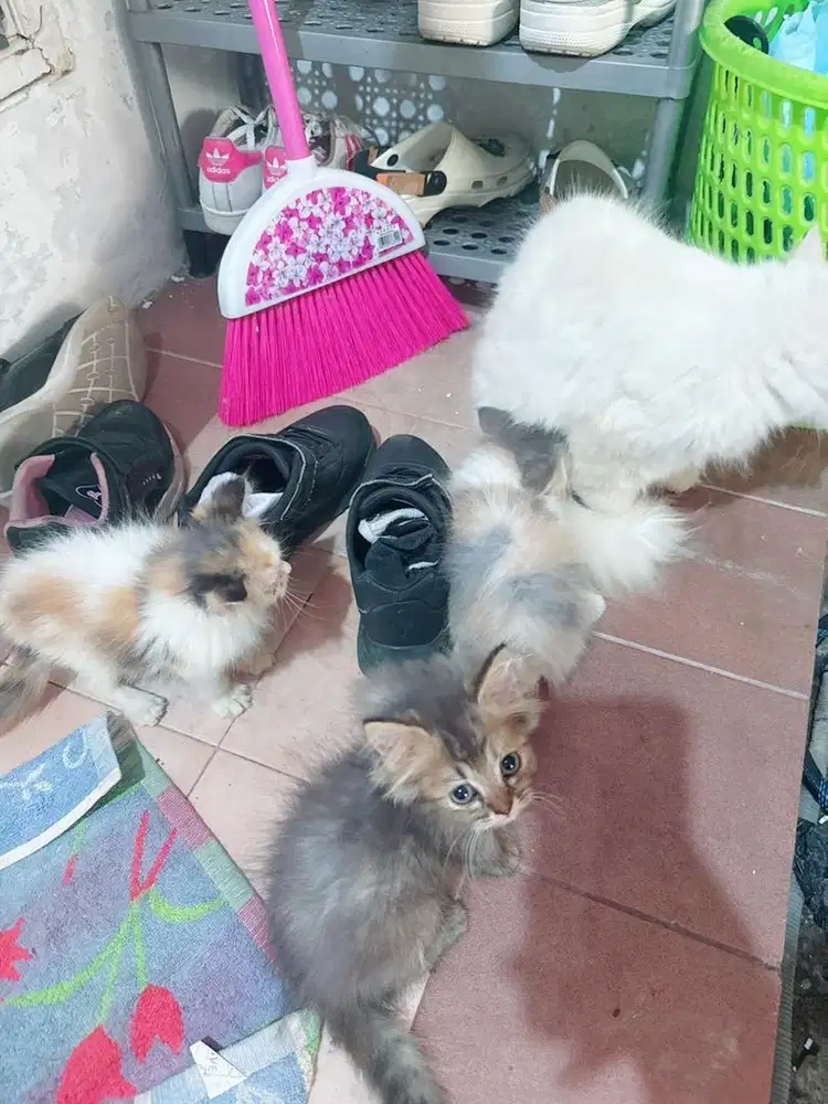 kucing persia x hima