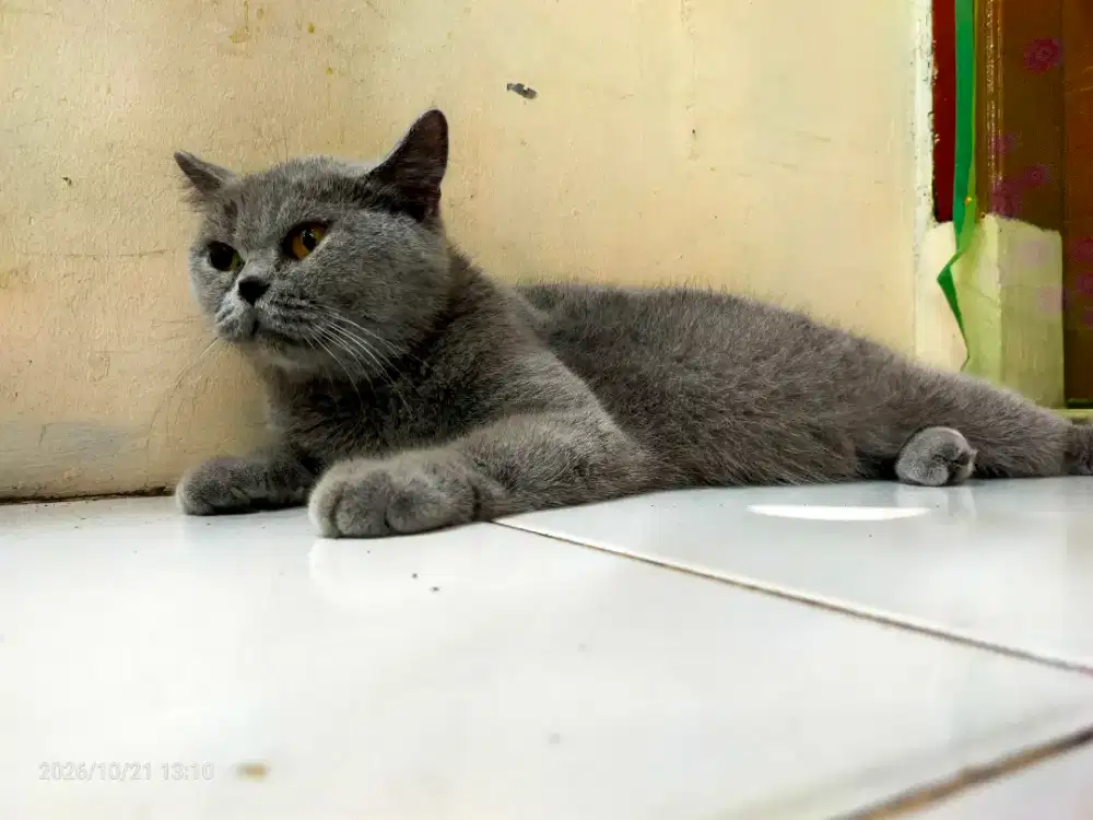 BSH BLUE SOLID (HAMI 1 BULAN JALAN )