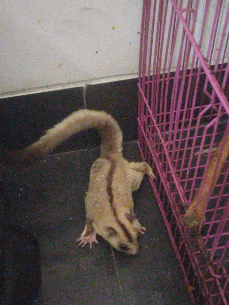 sugar glider sepasang + kandang