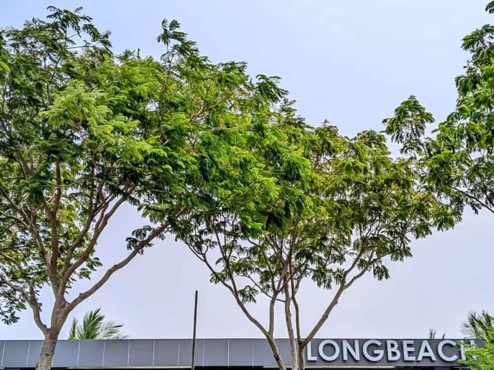 DIJUAL KAVLING LONG BEACH 15X20 PIK2