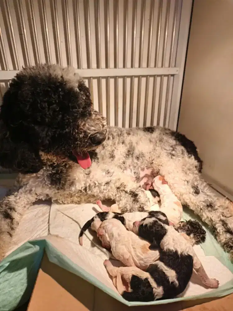 Anjing Giant Poodle