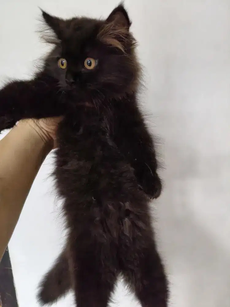 Anakan kucing persia