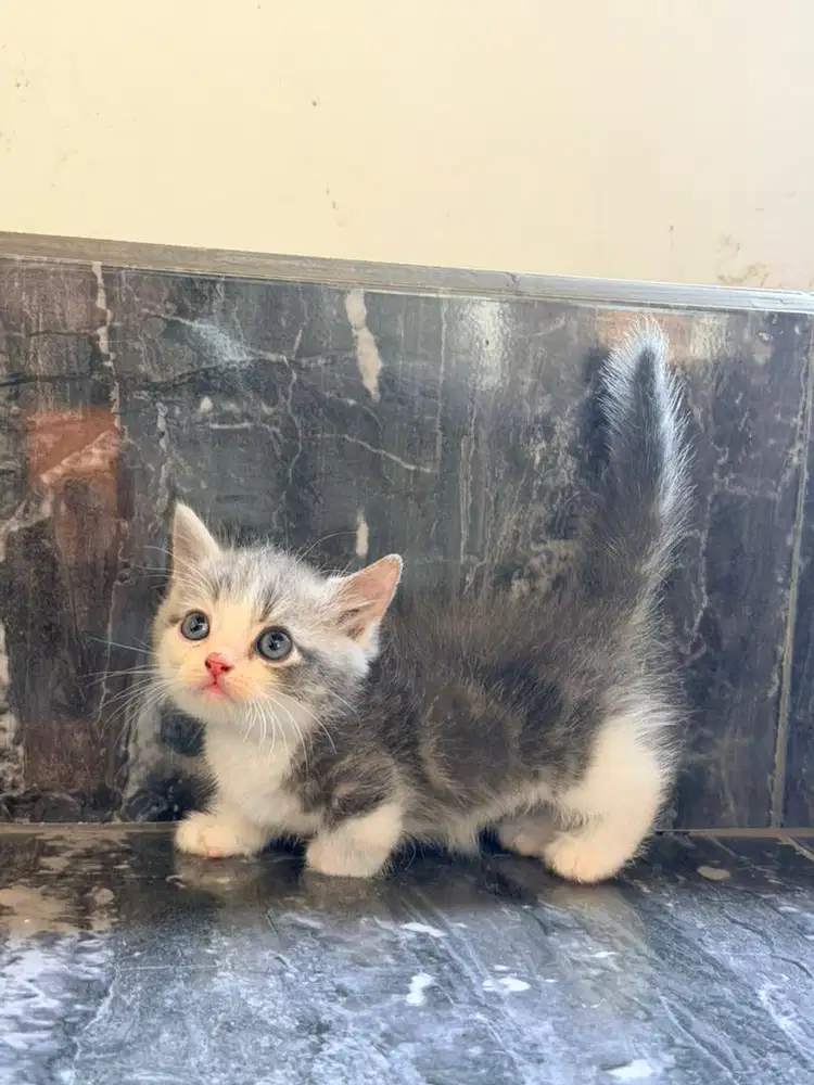MUNCHKIN Grey Cowok