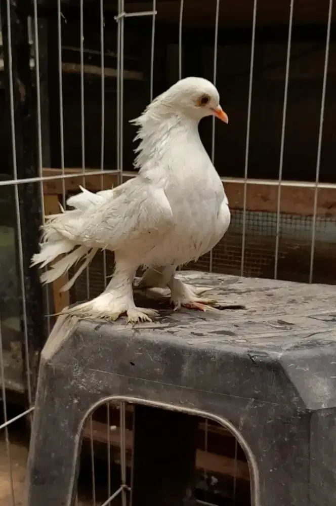 Merpati Hias Kipas