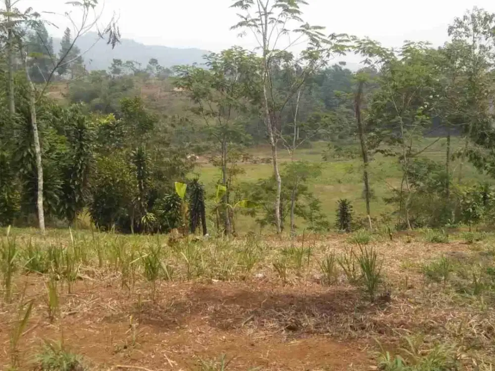 Jual Cepat Tanah sejuk dekat taman bunga Cipanas cianjur